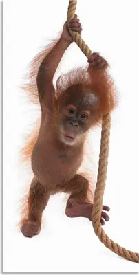 Produktbild von ARTland Wandbild Alu für Innen & Outdoor Baby Orang Utan hängt am Seil I Größe: 50x100 cm