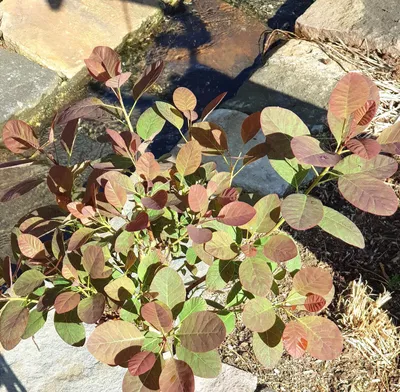 Produktbild von Roter Perückenstrauch Cotinus ' Royal Purple ' 25 - 30 cm