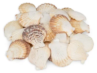 Produktbild von Pecten radula 0,5 kg 5-7 cm ca. 20-25 Stück Kammmuscheln Deko Tischkarte Basteln