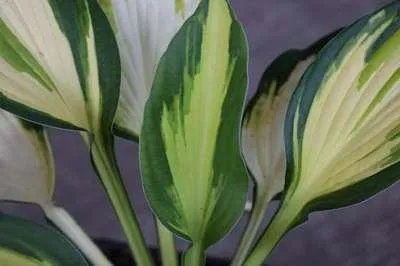 Immagine prodotto di 6 x Hosta hybr. 'Color Festival' - Hosta - vaso 9 x 9 cm