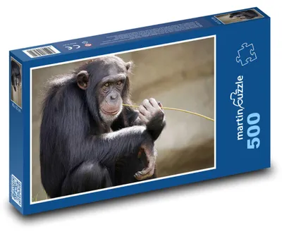 Obrázok produktu pre martinpuzzle - Puzzle 500 - Šimpanz ucenlivý