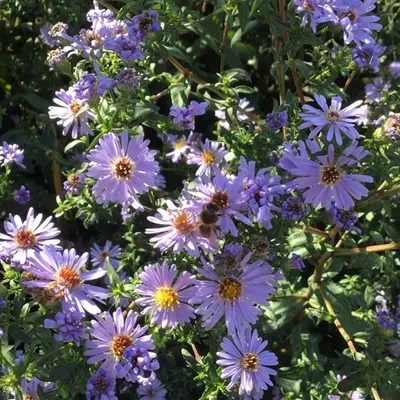 Produktbild von 6 x Pyrenäen Aster  - Aster pyrenaeus 'Lutetia'  | Topf 9cm x 9cm
