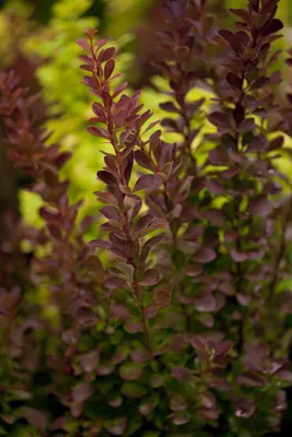 Produktbild von Berberis thunbergii 'Red Rocket', Blutberberitze, rot, 40–60 cm