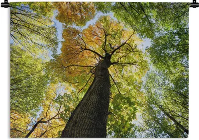 Produktbild von MuchoWow® Wandteppich Wandbehang Baum - Natur - Wald 90x67.5 cm Tapisserie Dekoration Wandtuch - Fototeppich - Wand-Skulpturen