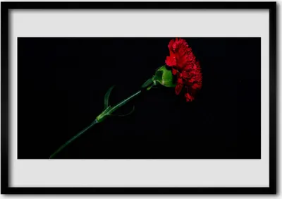 Produktbild von Bild 70x50 MDF-Rahmen Wandkunst Natur Blume Pflanze