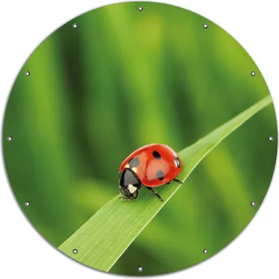 Produktbild von Wallario rundes Outdoor-Poster für Garten oder Balkon, Motiv Marienkäfer auf grünem Blatt, 120 cm Durchmesser