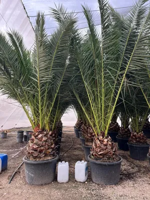 Produktbild von Palme Phoenix Canariensis–Kanarische Dattelpalme ca. 300 cm Höhe, Winterhart bis -12 °C Spitzenqualität aus Spanien