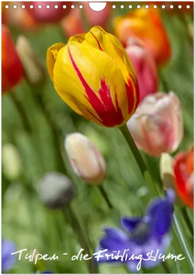 Produktbild von Tulpen - die Frühlingsblume (Wandkalender 2026 DIN A4 hoch), CALVENDO Monatskalender