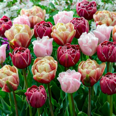 Productafbeelding van Winterharde, meerjarige tulpenbollen met dubbele bloemen - 25 bloembollen - Echte planten uit Nederland - Tulpenbollen voor tuin, potten en balkon (grote bollen, geen zaden, niet kunstmatig)