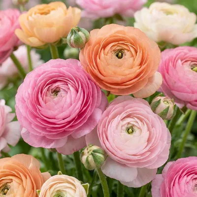Produktbild von Green boutiQ - 40x Ranunculus Pastel Mix - Pastellmix-Ranunkel - D - Sommerblüher - Zwiebelgröße 5/6