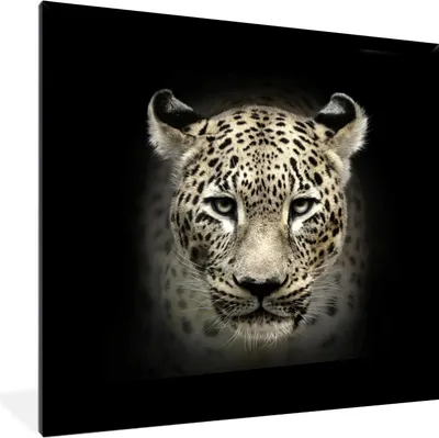 Produktbild von MuchoWow® MuchoWow® Gerahmtes Poster Leopard - Schwarz - Tiere 40x40 cm - Poster mit zchwarzem Bilderrahmen - Mit Rahmen - Wanddekoration Schlafzimmer