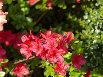 Produktbild von Japanische Azalee Hino-crimson - Rhododendron obtusum Hino-crimson - 30-40cm