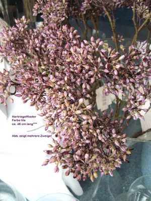 Produktbild von 1 Deko-Zweig Hartriegelflieder Lila, Länge ca. 46 cm