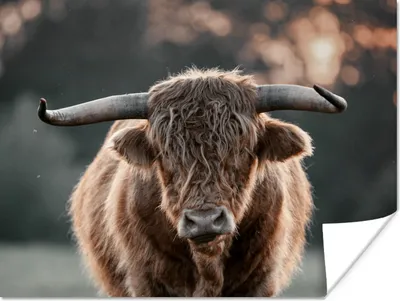 Produktbild von MuchoWow® Poster Schottischer Highlander - Kuh - Natur 160x120 cm - Foto Plakat