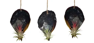 Image de Lot de 3 coquillages fascinants accompagnés d'une tillandsia