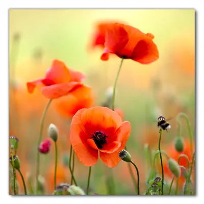 Produktbild von Wallario selbstklebende Möbelfolie/ Tischdecke für Innen und Außen, Größe: 60 x 60 cm - Mohnblumenblüten