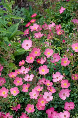 Produktbild von Rosa 'Fortuna', Rose, pink, 5-7,5 Liter Container