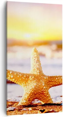 Produktbild von Bild auf Leinwand - Leinwandbild - Starfish Strand Sand Ozean - 55x100cm - Wand Bild - Wanddeko - Leinwanddruck - Bilder - Kunstdruck - Wanddekoration - Leinwand bilder - Wandkunst - PA55x100-2815