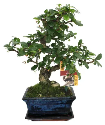 Produktbild von Bonsai Fukientee - Carmona microphylla - ca. 6 Jahre
