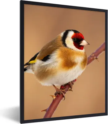 Produktbild von MuchoWow® Gerahmtes Poster Kropftaube - Vogel - Tiere 60x80 cm - Poster mit Schwarzem Bilderrahmen Wandposter Rahmen Foto Bilder - Premium - Wanddeko Wohnzimmer