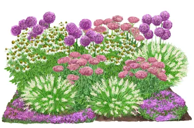 Produktbild von Dehner Bio Stauden-Set Sonnenzeit, Landlust Kollektion, 18 Pflanzen für sonnige Standorte, je 5-20 cm exkl. Pflanztopf, Ø Topf je 9 cm, rosa / lila/ weiß / grün / pink