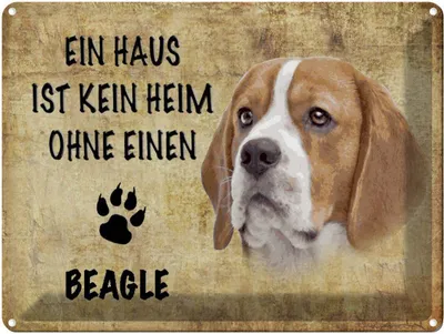 Produktbild von vianmo Blechschild 30x40 cm Beagle Hund ohne kein Heim