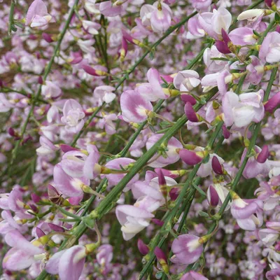 Immagine prodotto di 2 piante di Ginestra 'Moyclare Pink' (Cytisus), alte 40-60 cm, in vaso
