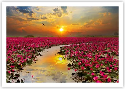 Produktbild von Poster - Poster ohne Rahmen - See Blumen - 100x70 cm - Wand Bild - Wanddeko - Wandbilder - Kunstposter - Wandposter - Bilder - Kunstdruck - Wanddekoration - Wandbild - P2XAA100x70-3769