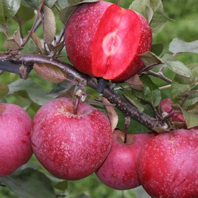 Produktbild von Bakker.com - Apfelbaum Baya Marisa, Der topf / Ø 9cm / Lieferhöhe 40-70cm