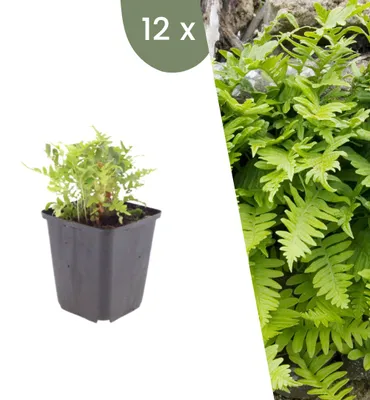 Produktbild von Plants by Frank | 12 Tüpfelfarn Pflanzen | Polypodium Vulgare | Farne | Winterhart | Schattenpflanzen | Gartenpflanzen