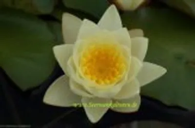 Produktbild von 2 SEEROSEN Sorte Marliacea Chromatella gelbe Blüten