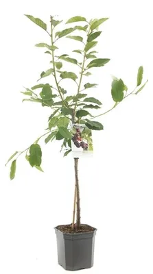 Produktbild von Süßkirsche 'Regina' ca. 120 cm Prunus avium 'Regina' - selbstfruchtend