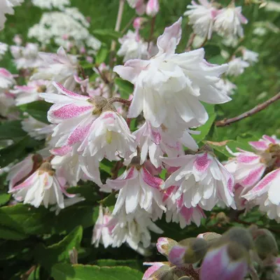 Image de 2 x  Deutzia scabra « Codsall Pink »  | 40-60 cm en conteneur