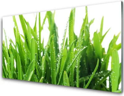 Produktbild von Acrylglasbilder 100x50 Wandbild Druck Grase Pflanzen