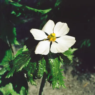Produktbild von Podophyllum hexandrum, Himalaya-Fußblatt, ca. 11x11 cm Topf, exotisch