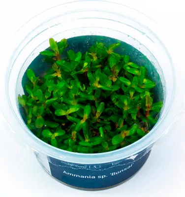Produktbild von Ammania sp.'Bonsai' In-Vitro Cup algen- und schneckenfrei