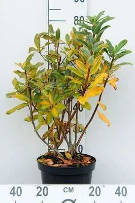 Zdjęcie produktu dla Azalia Knaphill - Weib - Azalia japońska 60-80 cm - Pojemnik