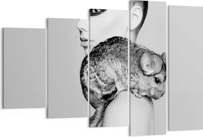 Produktbild von Bild auf Leinwand - Leinwandbild - 5 Teile - Chinchilla Frau Porträt - 150x100cm - Wand Bild - Wanddeko - Wandbilder - Leinwanddruck - Bilder - Wanddekoration - Leinwand bilder - EG150x100-4278