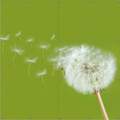 Produktbild von Wallario Outdoor-Poster für Garten oder Balkon, Motiv Pusteblume auf der Wiese mit fliegenden Samen, in ca. 180 x 180 cm