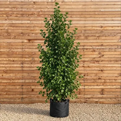 Produktbild von Fächerblattbaum Fastigiata Blagon Hochstamm 300-350 cm, Stammumfang 12-14 cm - Ginkgo biloba