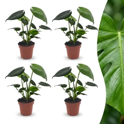 Produktbild von Green boutiQ - Monstera Deliciosa - Fensterblatt - 4 Pflanzen - Topf 12cm - Höhe - 30cm
