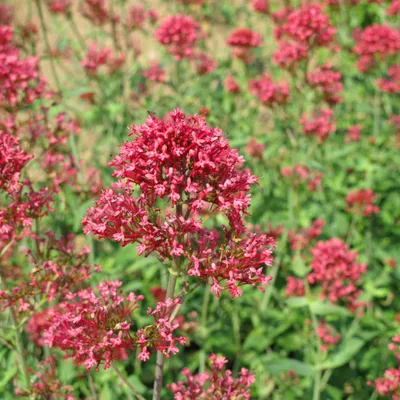 Obrázek produktu pro Centranthus ruber Coccineus Červený sporek 48 rostlin Ø9cm Vhodné pro včely