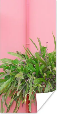 Produktbild von MuchoWow® Poster Pflanze - Sommer - Rosa 20x40 cm - Plakat - Foto