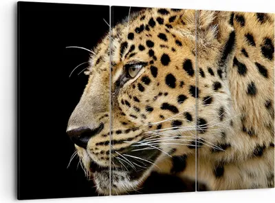 Produktbild von Bild auf Leinwand - Leinwandbild - Tiere Leopard wilde Katze wilde Tiere - 105x70cm - Wand Bild - Wanddeko - Leinwanddruck - Bilder - Kunstdruck - Leinwand bilder - Wandkunst - CE105x70-0433