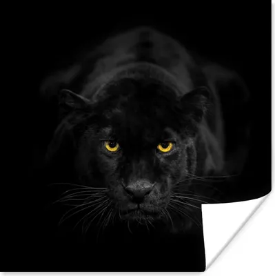 Produktbild von MuchoWow® Poster Leopard - Augen - Schwarz 75x75 cm - Wand Dekoration