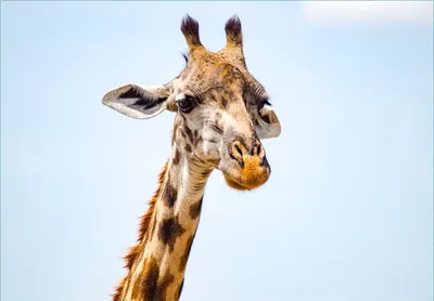 Produktbild von Wallario Fototapete Vliestapete, seidenmatte Oberfläche, einfache Verarbeitung, Größe 300 x 210 cm, Motiv Nahaufnahme einer Giraffe