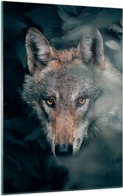 Produktbild von Bilder auf glas - Einteilig - Wolf Wald Raubtier - 50x70cm - Glasbilder - Wandbilder - Bilder - zum Aufhängen bereit - Wanddekoration aus Glas - Glas Bilder - Wandbild auf Glas - GPA50x70-5053