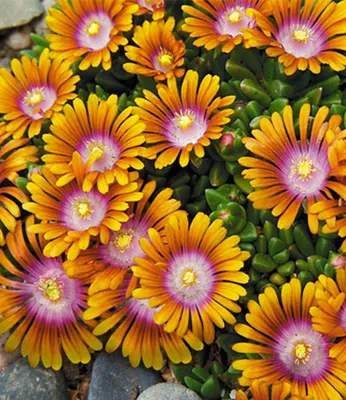 Produktbild von BALDUR Garten 3x Bodendecker Delosperma 'Fire Spinner®' Eisblumen, Pflanzen im 9x9 cm-Topf, Steingarten, winterharte Staude, trockenresistent, mehrjährig, bienenfreundlich, Delosperma congestum