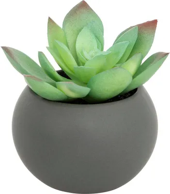 Produktbild von Fettpflanze im topf h13  - Atmosphera créateur d'intérieur