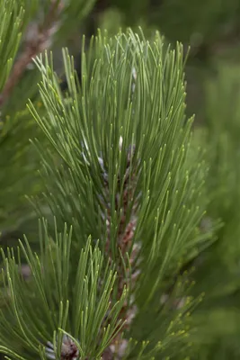Produktbild von Pinus heldreichii 'Helmers Japan', Bosnische Kiefer, 25–30 cm